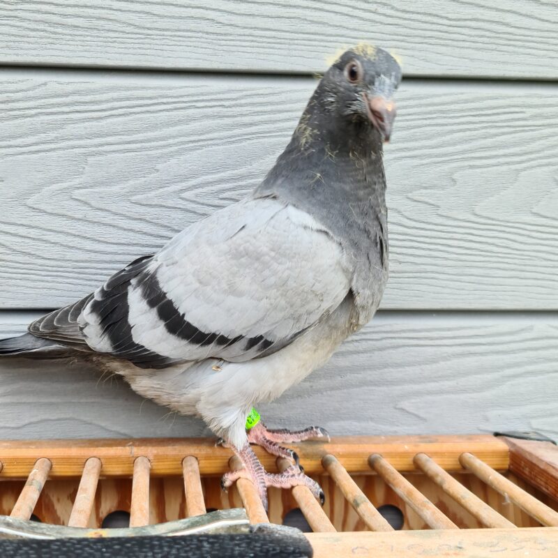 For Sale Angwin Family Pigeons