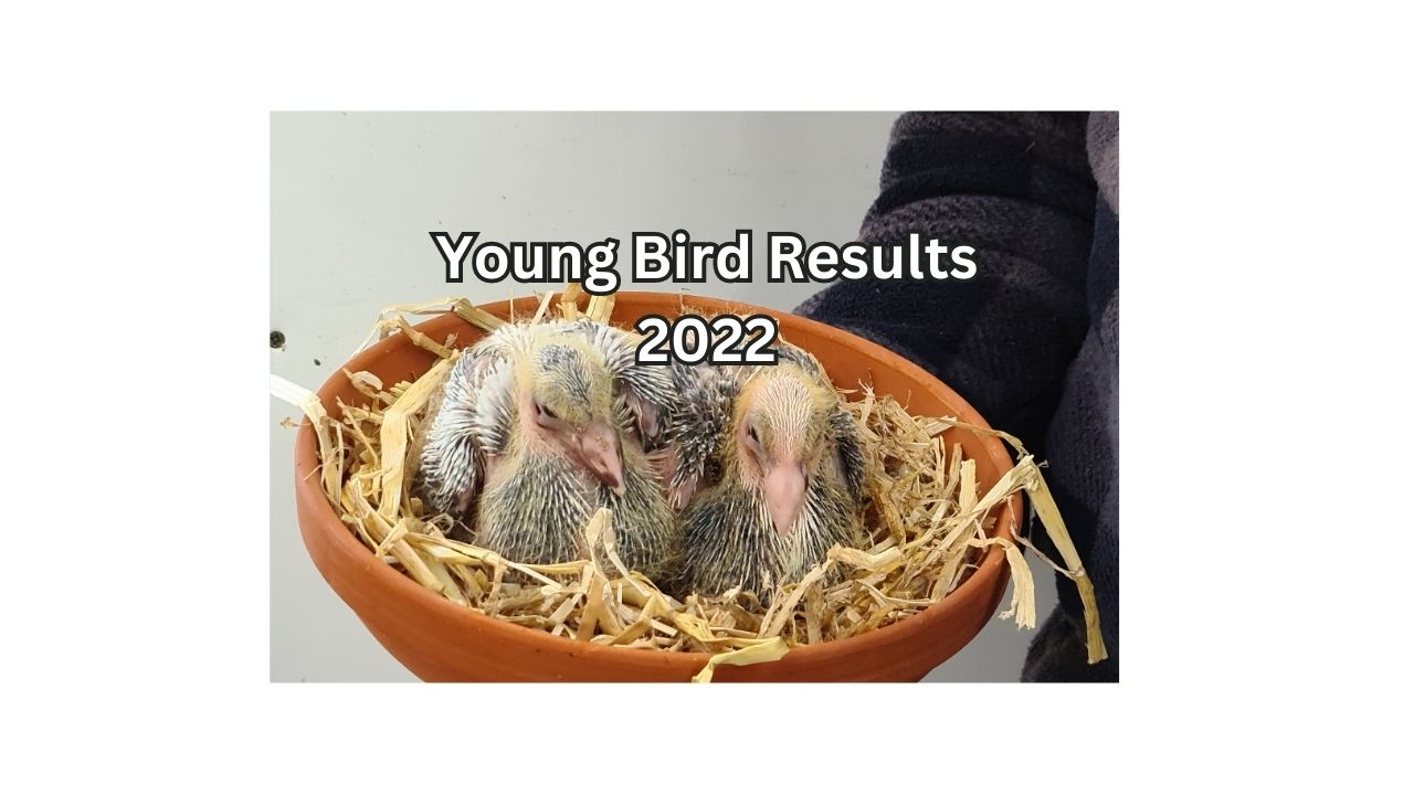 Young Bird 2022