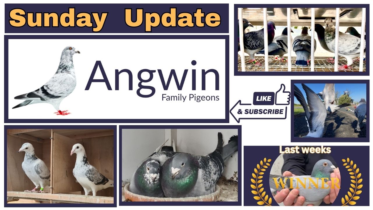 Angwin Family Pigeons – Sunday update 23.04.23