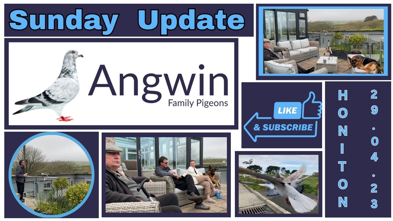 Angwin Family Pigeons Sunday Update 29.4.23