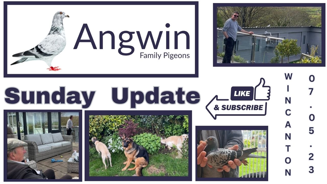 Angwin Family Pigeons Sunday Update 07.05.23