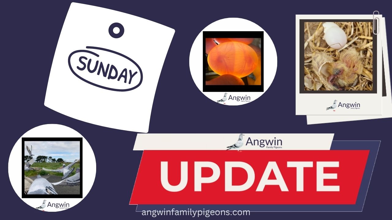 Angwin Family Pigeons Sunday Update 21.05.23 6th Race of 2023 From Frome 163 miles Follow us through the racing season