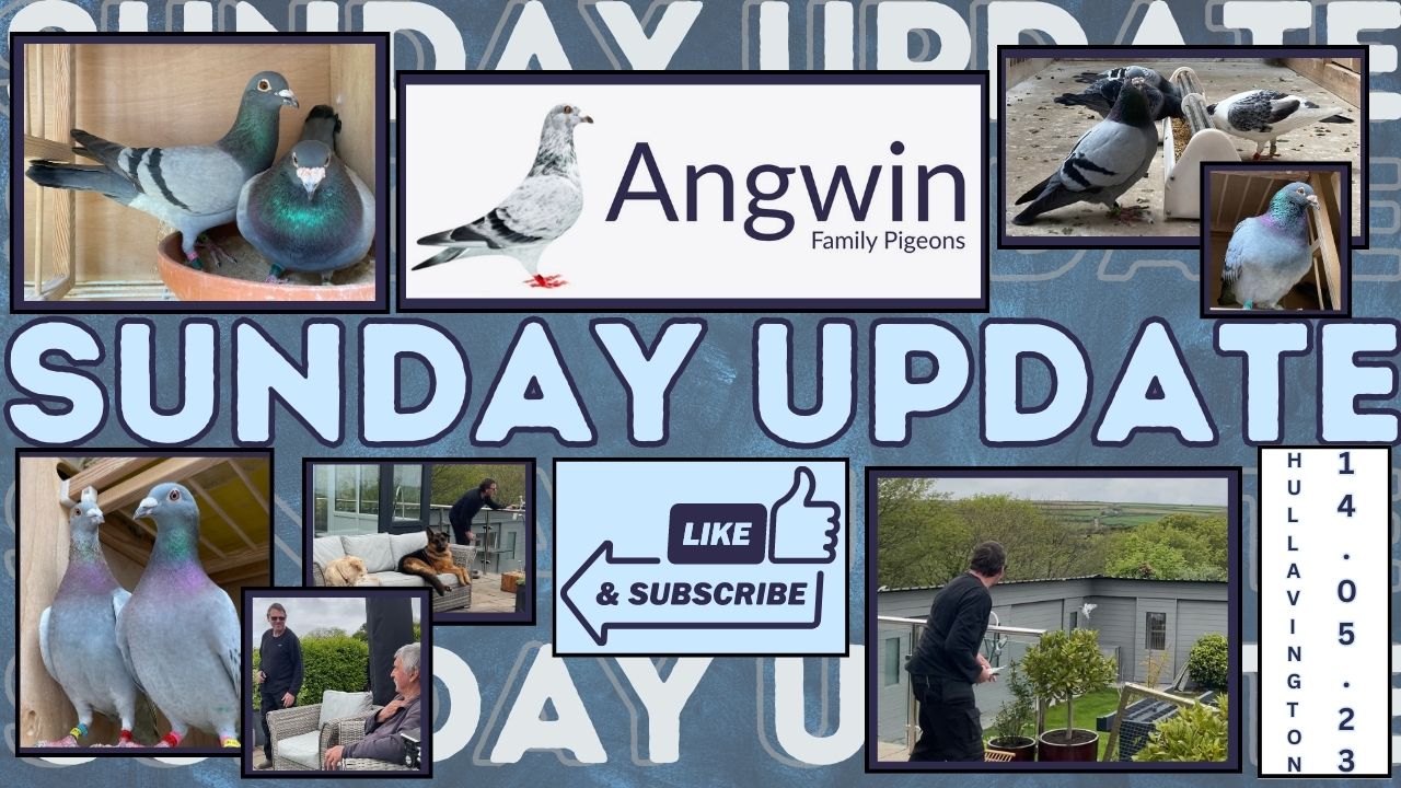 Angwin Family Pigeons – Sunday Update 14.05.2023