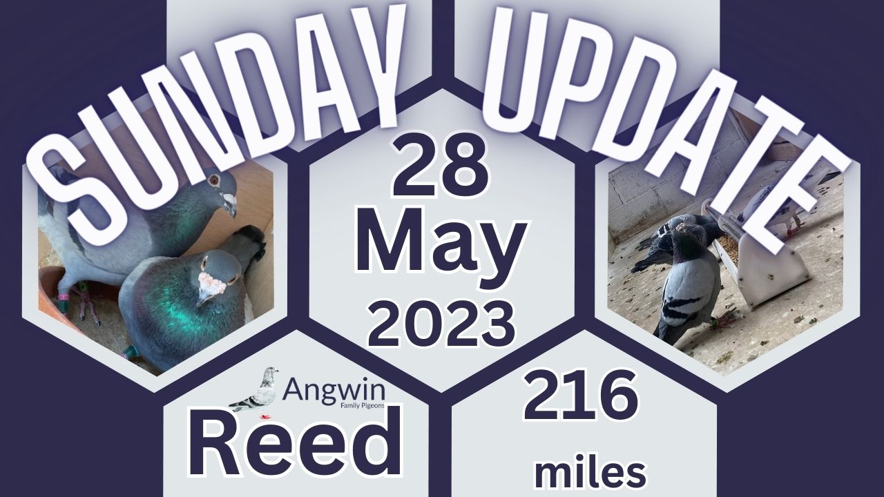 Angwin Family Pigeons Sunday Update 28.05.23 7th Race of 2023 From Reading 216 miles Follow us through the racing season