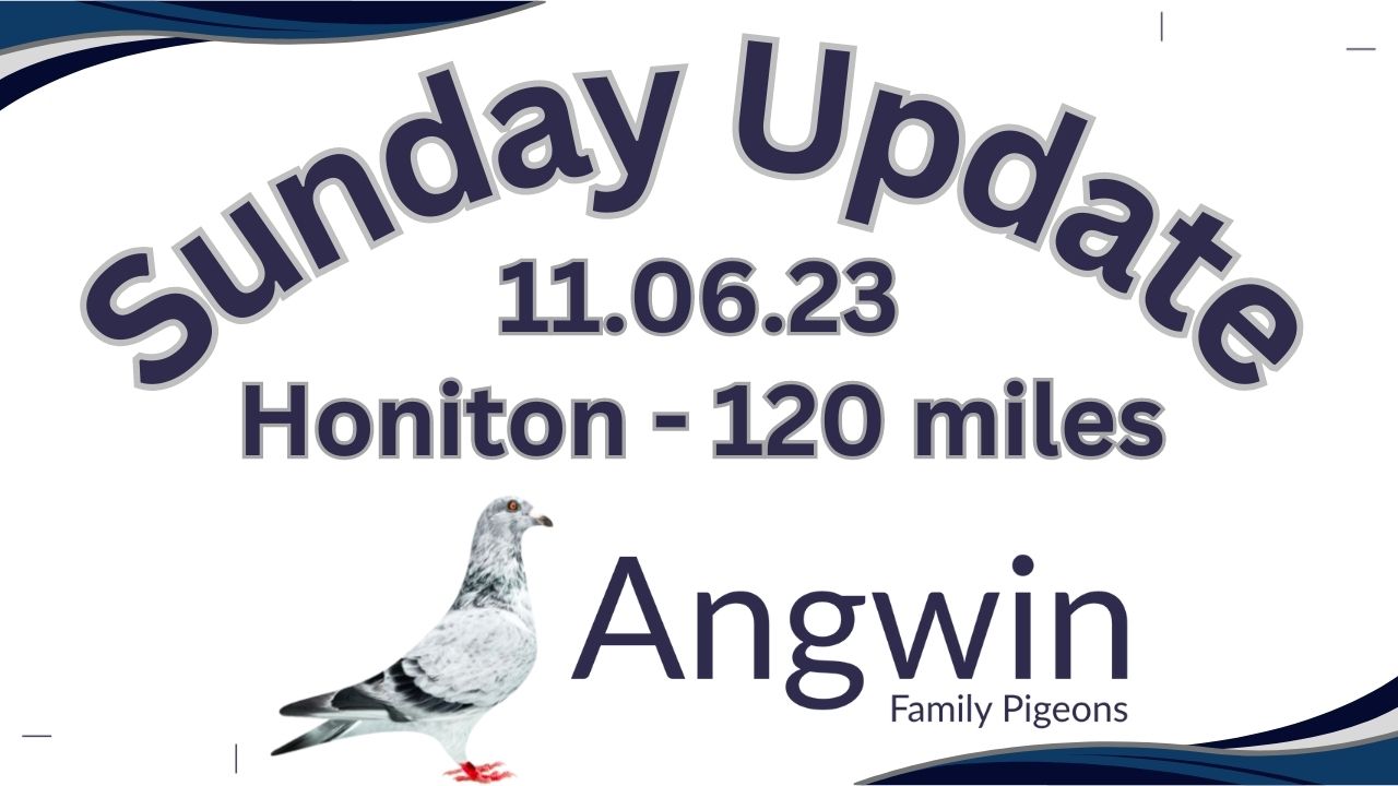 Angwin Family Pigeons Sunday Update 11.06.23