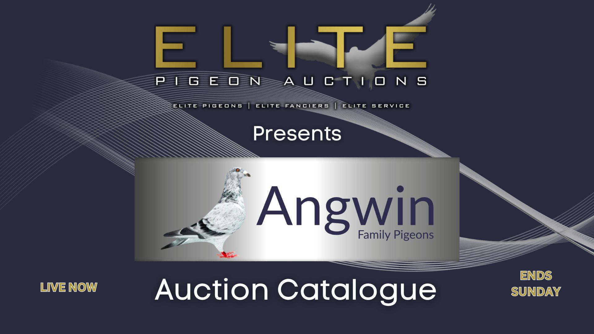 Our Catalogue for this weeks auction                Live now on Elite Pigeon Auctions