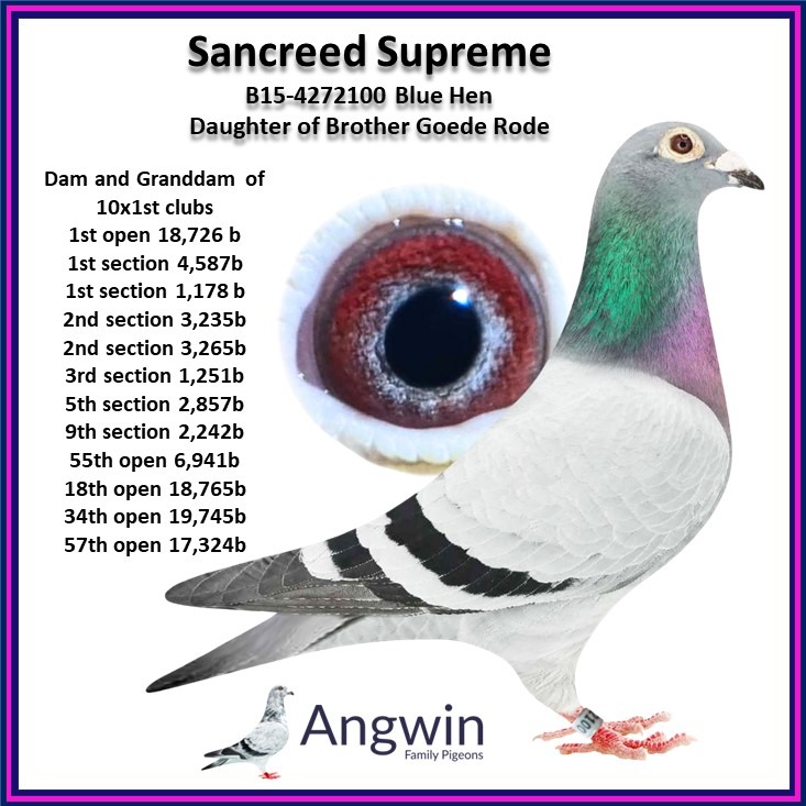 Exciting News at Angwin Family Pigeons