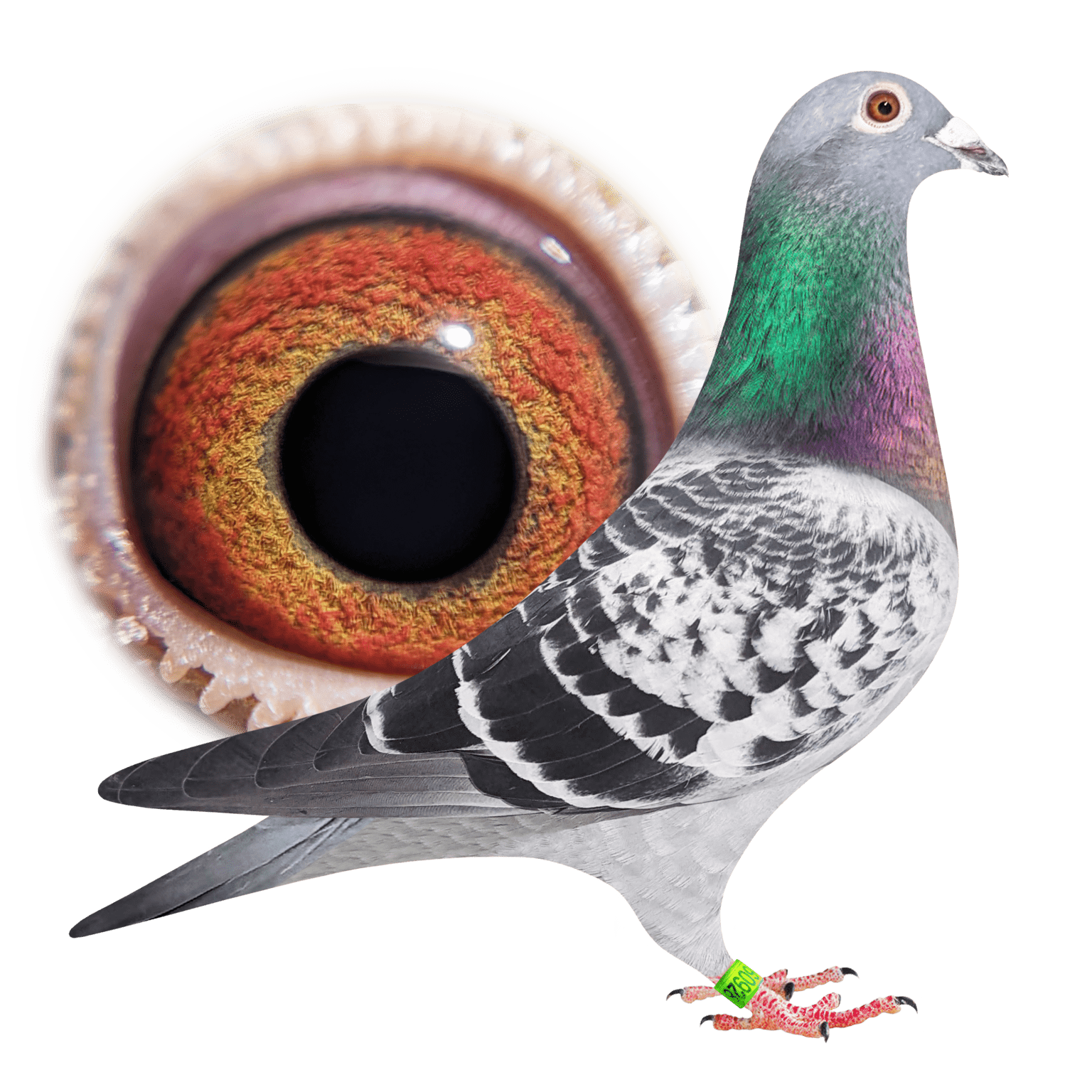 For Sale Angwin Family Pigeons