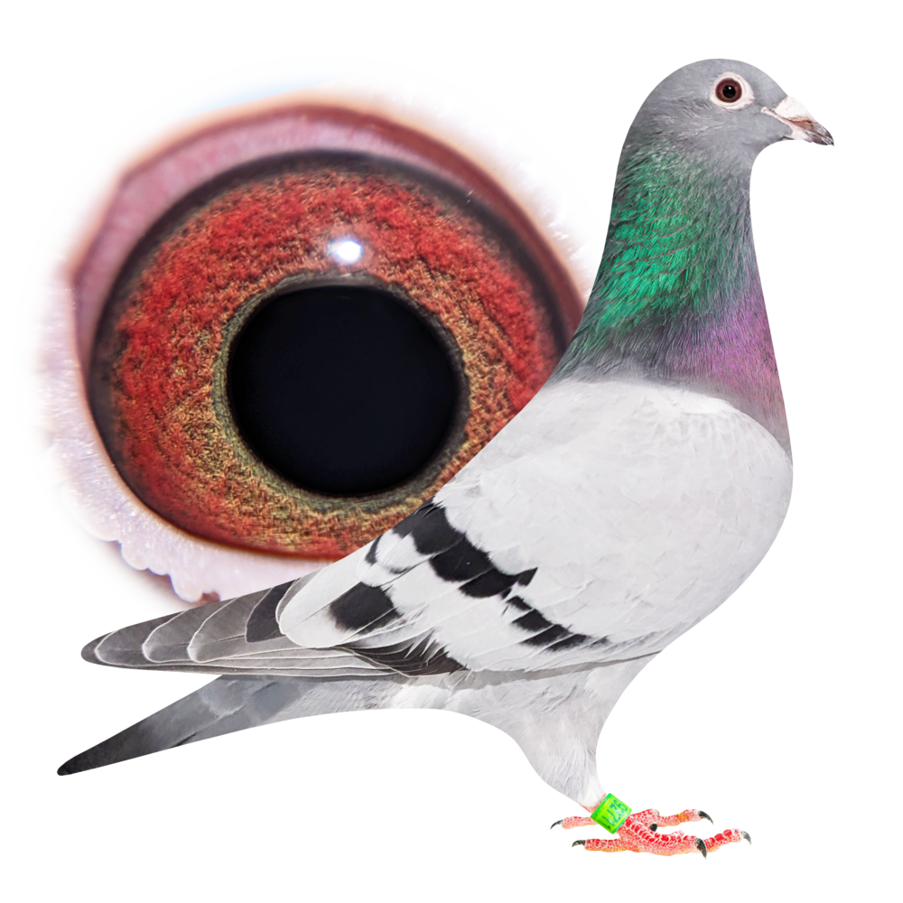 Daughter of New Young Kittel