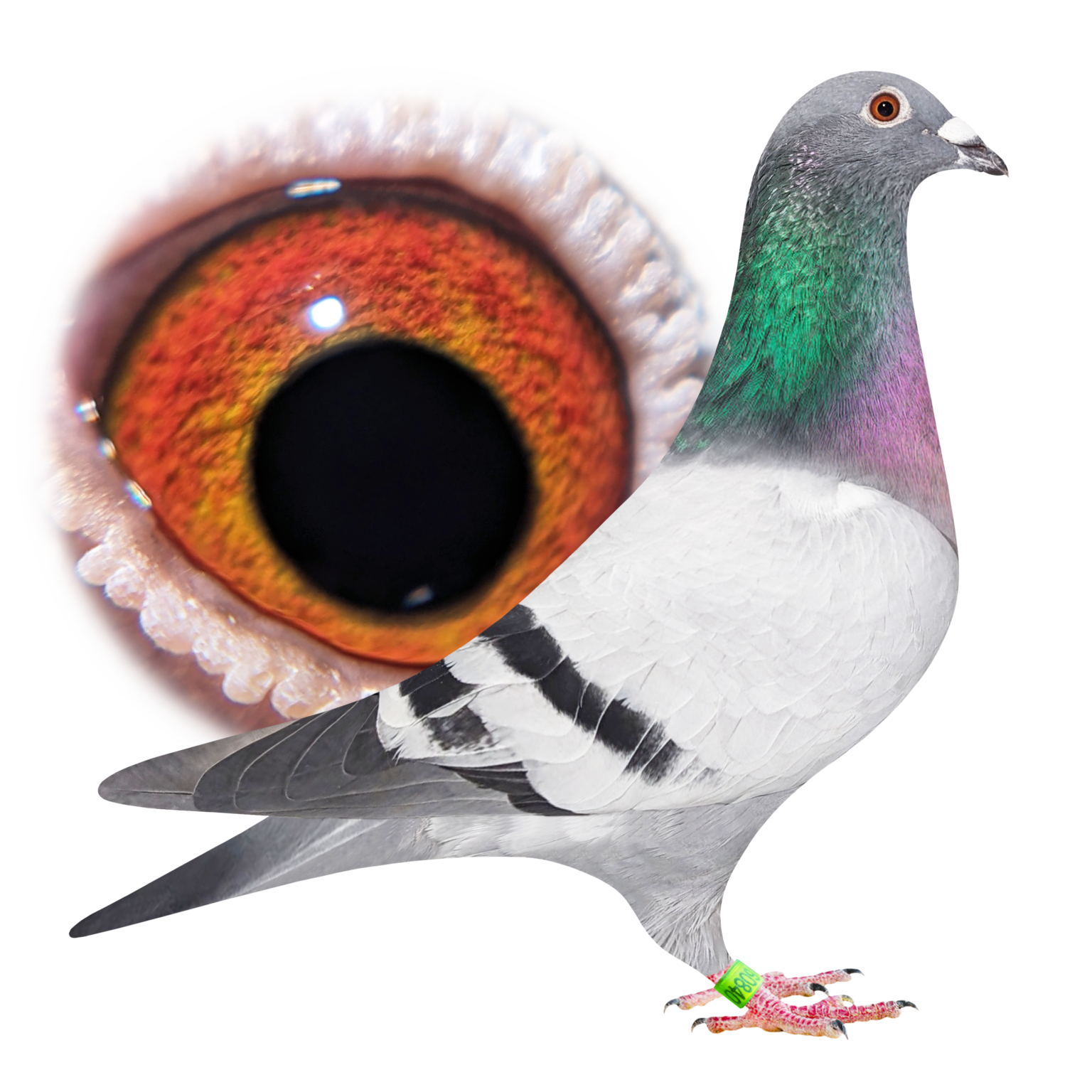 For Sale Angwin Family Pigeons