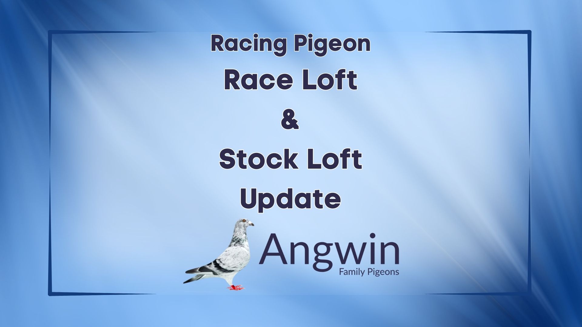 Race Loft & Stock Loft Update from Angwin Family Pigeons